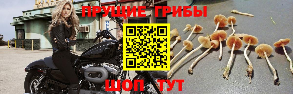 наркота  Вход с VPN  Тавда  Псилоцибиновые грибы MAGIC MUSHROOMS 